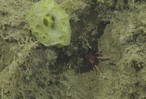 habitat4 cropped